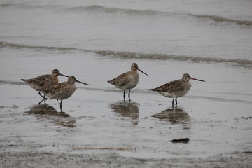 Bar-tailed Godwit in Ariake sea
