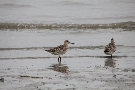 Bar-tailed Godwit In Ariake Sea