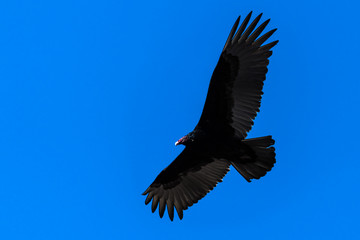 Vulture