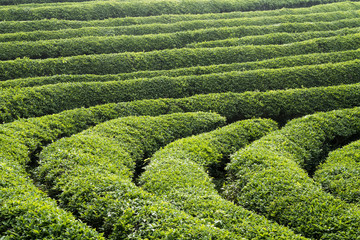 초록빛 녹차밭의 아침 풍경