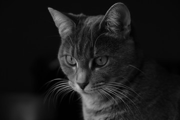 Cat BW 1