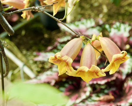 7 Best ツリガネカズラ Images Stock Photos Vectors Adobe Stock