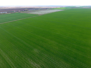 Blossoming young plum garden, top view. Span of the drone over the plum blooming garden