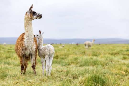 A baby llama with it's mother in the Altiplano in Bolivia near Chile South America