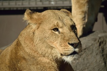 ライオン