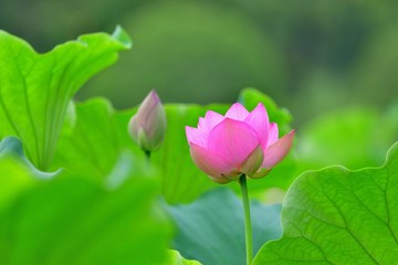 ちょうど見頃の蓮の花