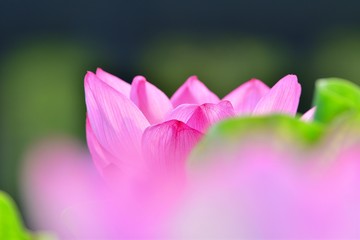 きれいに咲いたハスの花