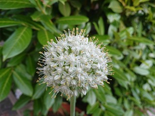fiore cipolla