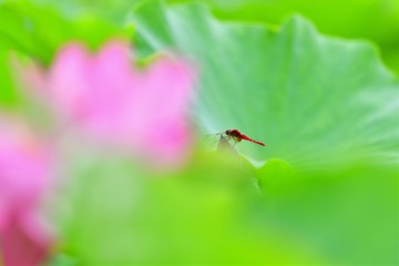 ハスのツボミで休憩するショウジョウトンボ