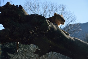 Obraz premium ライオン