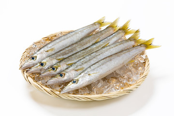カマスの生魚