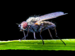 Exotic Drosophila Fruit Fly Diptera Insect on Green Grass on Black Background