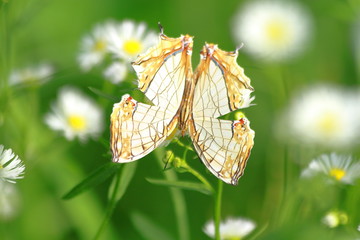 イシガケチョウ