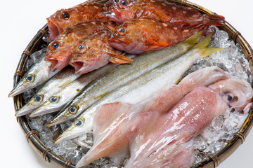 カマスとカサゴと剣先イカの生魚