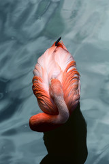 Pink flamingo sleeping in water