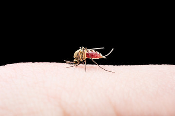 Yellow Fever, Malaria or Zika Virus Infected Mosquito Insect Bite Isolated on Black Background