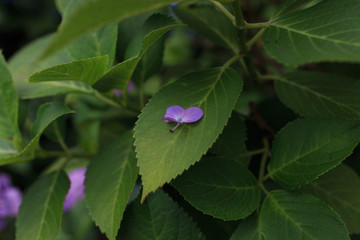 紫陽花の花と蟻
