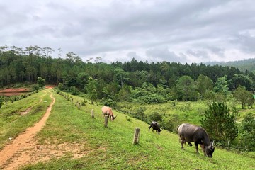 Asian buffalo eating grass in the field in Thailand 