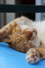 眠る茶猫