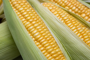 Sweet corn ears background