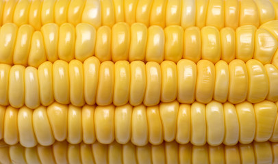 corn isolated on white background, closeup.