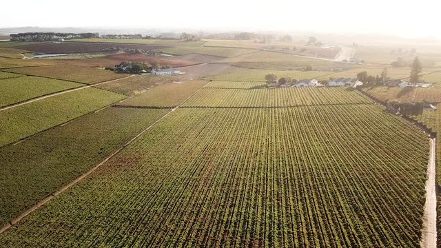 Aerial view across a vineyard