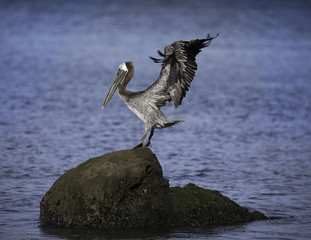 bird landing