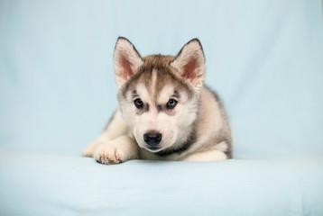 Siberian Husky puppy