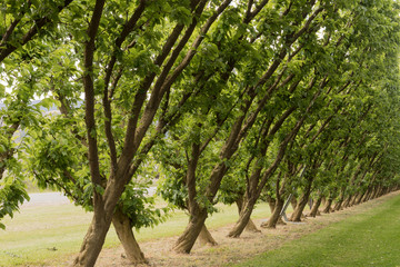 Fototapeta na wymiar Double row of peach trees in an orchard in springtime. In Cromwell, Otago, New Zealand.