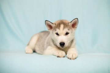 Siberian Husky puppy
