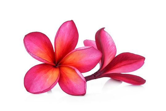 red frangipani flower isolated white background