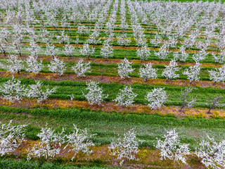 Blossoming young plum garden, top view. Span of the drone over the plum blooming garden