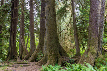 Sitka spruce trees on a nurse log, Olympic National Park - obrazy, fototapety, plakaty