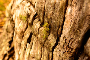 Nature's beauty - moss and tree in harmony