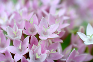ピンクの花  ペンタス