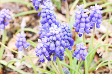 Group of  little blue muscaries flowers in the garden,Japan