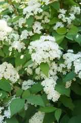 Deutzia lemoinei lemoine green shrub with white flowers