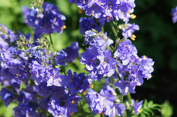 Polemonium caeruleum or jacob's-ladder or greek valerian blue flowers