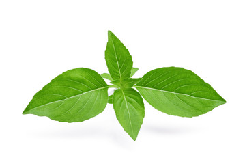 thai sweet basil isolated on white background