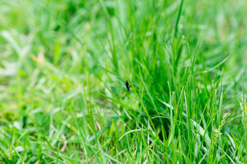 a lonely black insect sitting in the green grass on the summer meadow