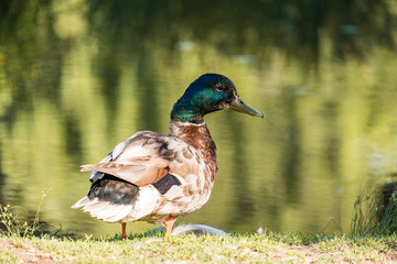 male duck with green head resting on the edge of green pond under the sun