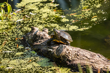 one turtle sun tanning on a wooden stick floating on the pond.