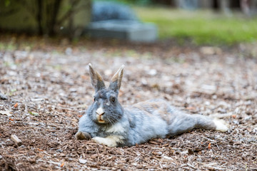 Naklejka premium grey rabbit laying on wood chip filled ground relaxed in the shade in the summer