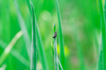 a little black caterpillar on a thin green grass  on a green background in summer