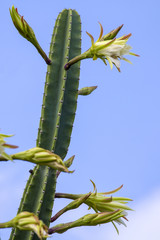 Obraz premium Tropical white cactus flowers blooming in island Mauritius