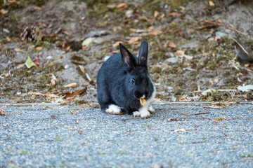 cute black bunny with one white leg holding a leaf in its mouth and looking at you