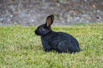 cute black bunny resting on the grass 