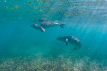 Fototapeta premium Monk seals playing underwater