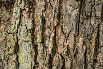 texture background of brown tree bark with rough  and cracked surface