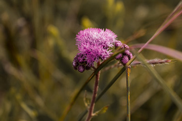 Exotic Purple Flower